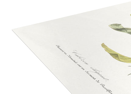 Versicolored Barbet by Paul Gervais Postcards (envelopes included) - Bundles of 10, 30, 50 Pieces