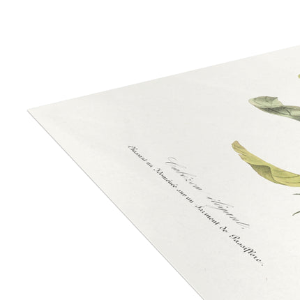 Versicolored Barbet by Paul Gervais Postcards (envelopes included) - Bundles of 10, 30, 50 Pieces
