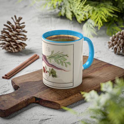 Carrot, Daucus Carota and Red currant, Ribes rubrum by Anselmus Boëtius de Boodt Colorful Mugs, 11oz