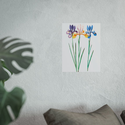 Iris, Iris Sibirica by Anselmus Boëtius de Boodt Fine Art Posters