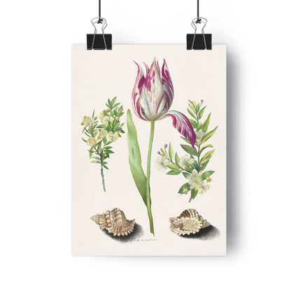 Tulip, Branches of Myrtle, and Shells Giclée Art Print
