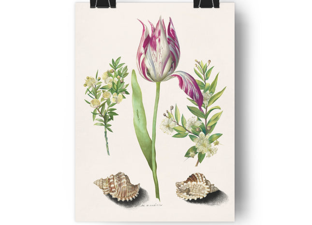 Tulip, Branches of Myrtle, and Shells Giclée Art Print