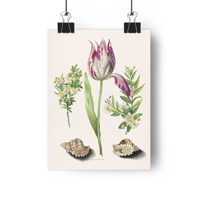 Tulip, Branches of Myrtle, and Shells Giclée Art Print