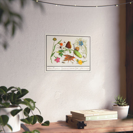 Natural History Ensemble, no. 3 by Anselmus Boëtius de Boodt Matte Horizontal Posters