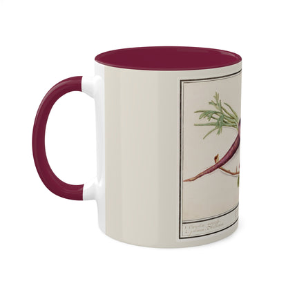 Carrot, Daucus Carota and Red currant, Ribes rubrum by Anselmus Boëtius de Boodt Colorful Mugs, 11oz