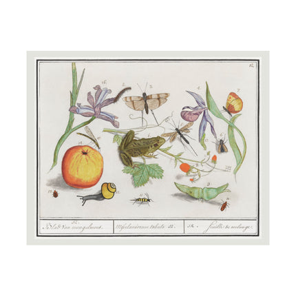 Natural History Ensemble, No. 12 by Anselmus Boëtius de Boodt Matte Horizontal Posters