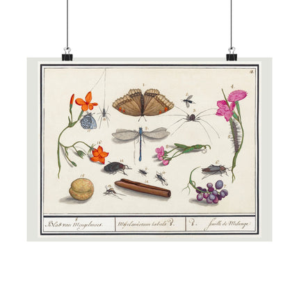 Natural History Ensemble, No. 8 by Anselmus Boëtius de Boodt Matte Horizontal Posters