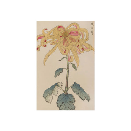 Chrysanthemum Grace Fine Art Poster