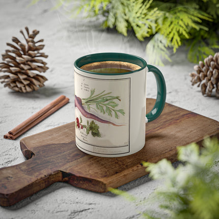 Carrot, Daucus Carota and Red currant, Ribes rubrum by Anselmus Boëtius de Boodt Colorful Mugs, 11oz