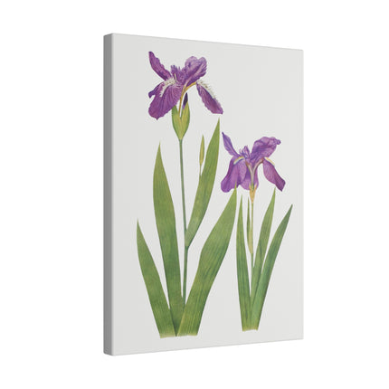Violet and Blue Irises – Botanical Art from William Dykes’ The Genus Iris