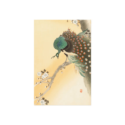 Peacock on a Cherry Blossom Tree by Ohara Koson Fine Art Posters