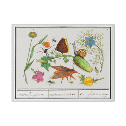Natural History Ensemble No. 3 – Late Renaissance Illustration by Anselmus Boëtius de Boodt