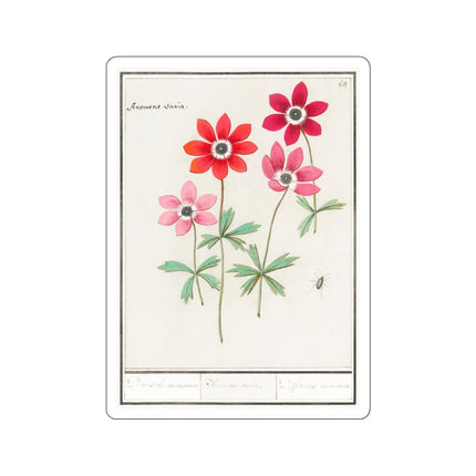 Anemoon, Anemone by Anselmus Boëtius de Boodt Kiss-Cut Stickers (4 Sizes)