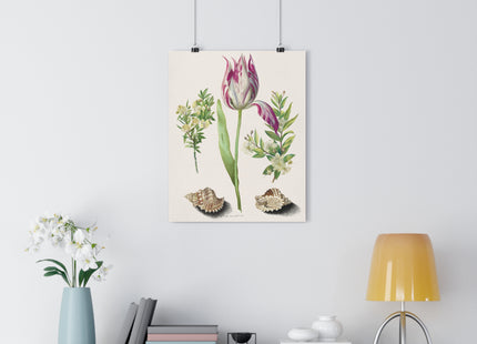 Tulip, Branches of Myrtle, and Shells Giclée Art Print
