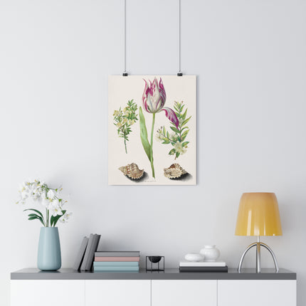 Tulip, Branches of Myrtle, and Shells Giclée Art Print