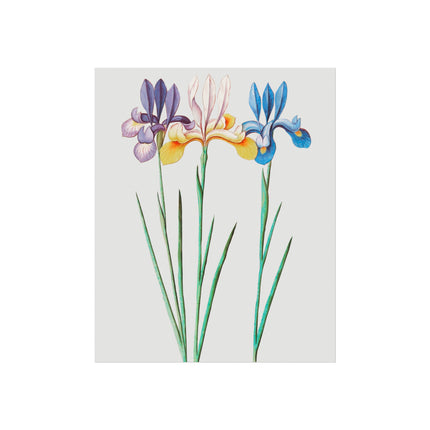 Iris, Iris Sibirica by Anselmus Boëtius de Boodt Fine Art Posters