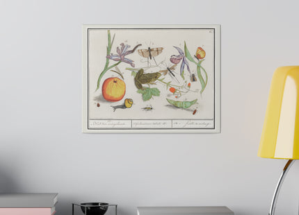 Natural History Ensemble, No. 12 by Anselmus Boëtius de Boodt Matte Canvas, Stretched, 0.75"