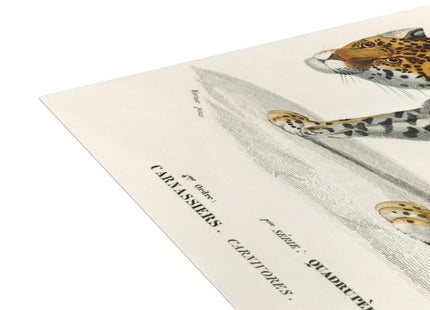Jaguar by Charles Dessalines D'Orbigny Postcards (envelopes included) - Bundles of 10, 30, 50 Pieces