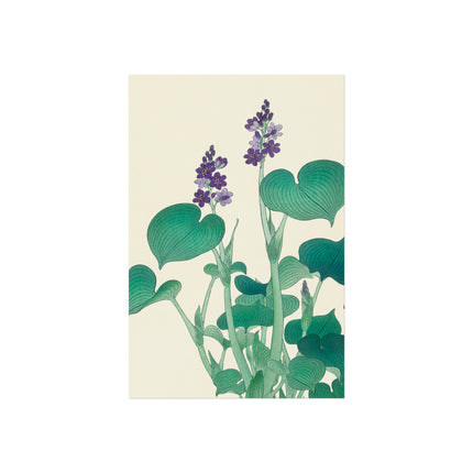 Blooming Hosta by Ohara Koson Fine Art Posters