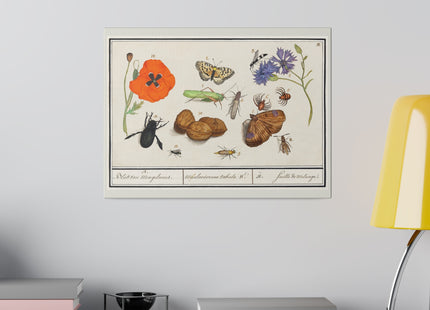 Natural History Ensemble, No. 17 by Anselmus Boëtius de Boodt Matte Canvas, Stretched, 0.75"