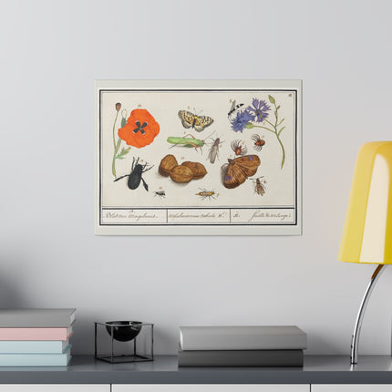 Natural History Ensemble No. 17  – Late Renaissance Illustration by Anselmus Boëtius de Boodt