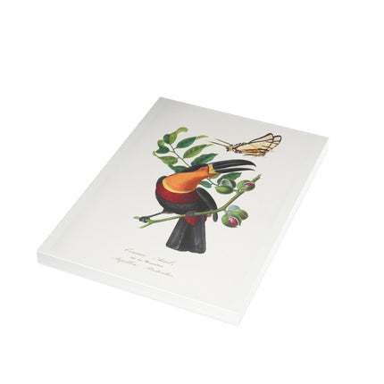 Channel Billed Toucan by Paul Gervais Postcards (envelopes included) - Bundles of 10, 30, 50 Pieces