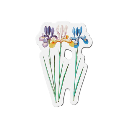 Iris, Iris sibirica by Anselmus Boëtius de Boodt Die-Cut Magnets (5 Sizes)