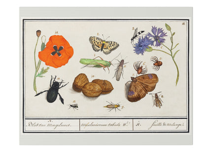 Natural History Ensemble, No. 17 by Anselmus Boëtius de Boodt Matte Canvas, Stretched, 0.75"