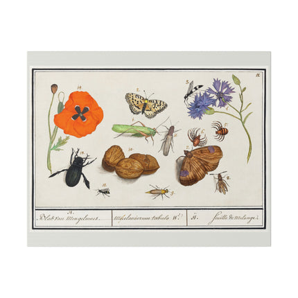 Natural History Ensemble No. 17  – Late Renaissance Illustration by Anselmus Boëtius de Boodt