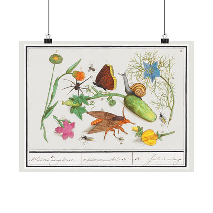 Natural History Ensemble, no. 3 by Anselmus Boëtius de Boodt Matte Horizontal Posters