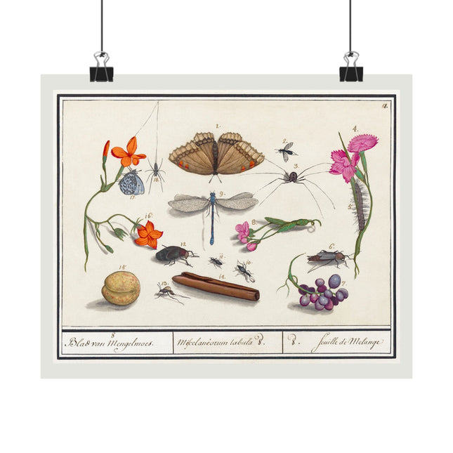 Natural History Ensemble, No. 8 by Anselmus Boëtius de Boodt Matte Horizontal Posters