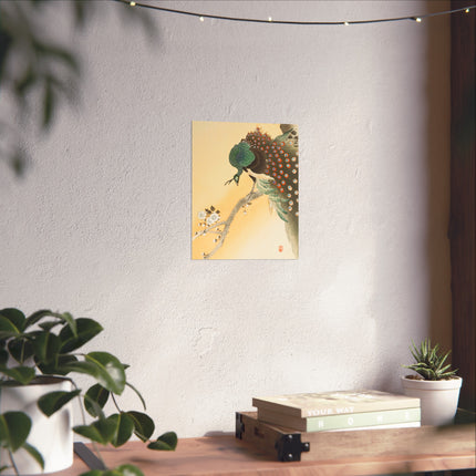 Peacock on a Cherry Blossom Tree by Ohara Koson Fine Art Posters