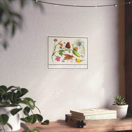 Natural History Ensemble, no. 3 by Anselmus Boëtius de Boodt Matte Horizontal Posters