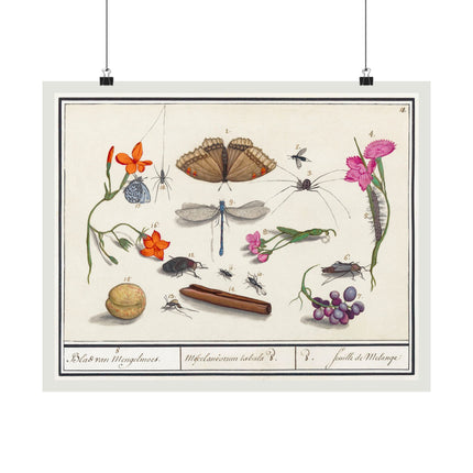 Natural History Ensemble, No. 8 by Anselmus Boëtius de Boodt Matte Horizontal Posters