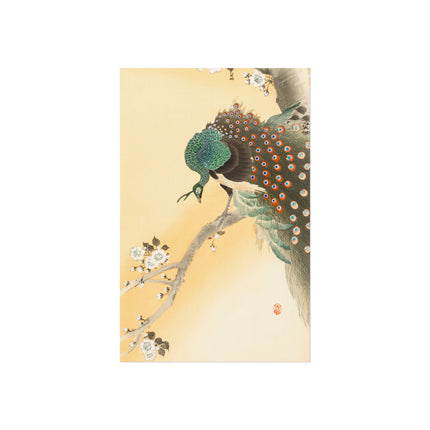 Peacock on a Cherry Blossom Tree by Ohara Koson Fine Art Posters