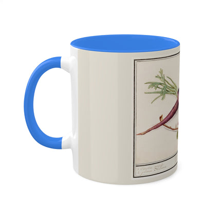 Carrot, Daucus Carota and Red currant, Ribes rubrum by Anselmus Boëtius de Boodt Colorful Mugs, 11oz