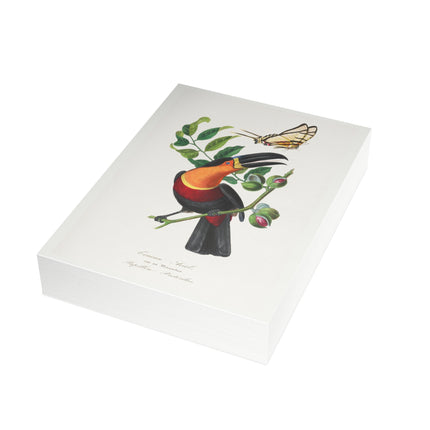 Channel Billed Toucan by Paul Gervais Postcards (envelopes included) - Bundles of 10, 30, 50 Pieces
