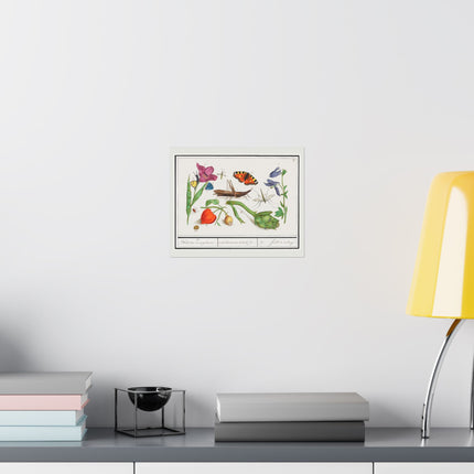 Natural History Ensemble, No. 17 by Anselmus Boëtius de Boodt Matte Horizontal Posters