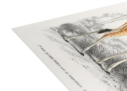 Giraffe by Charles Dessalines D'Orbigny Postcards (envelopes included) - Bundles of 10, 30, 50 Pieces