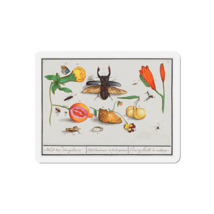 Natural History Ensemble, No. 1 Die-Cut Magnets (5 Sizes)