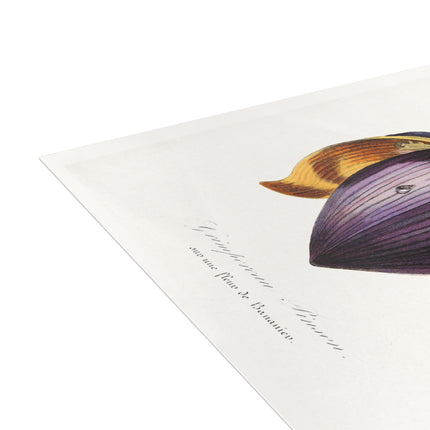 Treecreeper by Paul Gervais Postcards (envelopes included) - Bundles of 10, 30, 50 Pieces