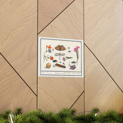 Natural History Ensemble, No. 8 by Anselmus Boëtius de Boodt Matte Horizontal Posters