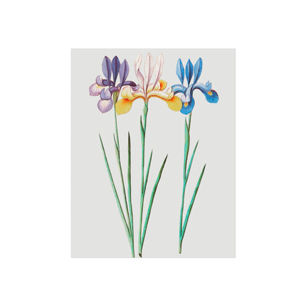 Iris, Iris Sibirica by Anselmus Boëtius de Boodt Fine Art Posters