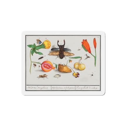 Natural History Ensemble, No. 1 Die-Cut Magnets (5 Sizes)