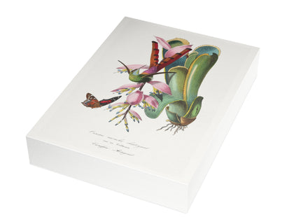 Hummingbird by Paul Gervais Postcards (envelopes included) - Bundles of 10, 30, 50 Pieces