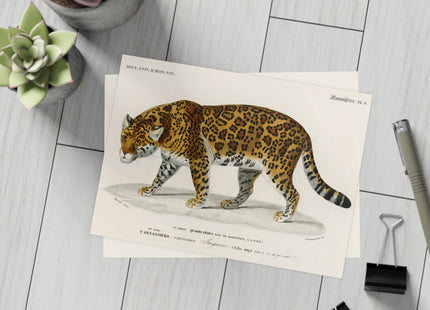 Jaguar by Charles Dessalines D'Orbigny Postcards (envelopes included) - Bundles of 10, 30, 50 Pieces