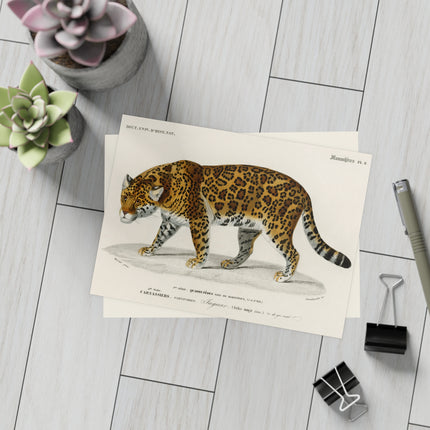 Jaguar by Charles Dessalines D'Orbigny Postcards (envelopes included) - Bundles of 10, 30, 50 Pieces