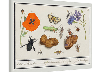 Natural History Ensemble, No. 17 by Anselmus Boëtius de Boodt Matte Canvas, Stretched, 0.75"