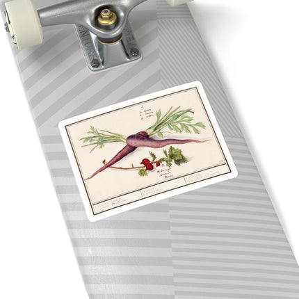 Carrot, Daucus carota and red currant, Ribes rubrum by Anselmus Boëtius de Boodt Kiss-Cut Stickers (4 Sizes)