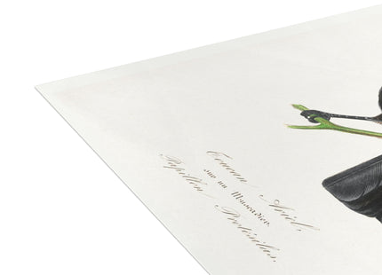 Channel Billed Toucan by Paul Gervais Postcards (envelopes included) - Bundles of 10, 30, 50 Pieces